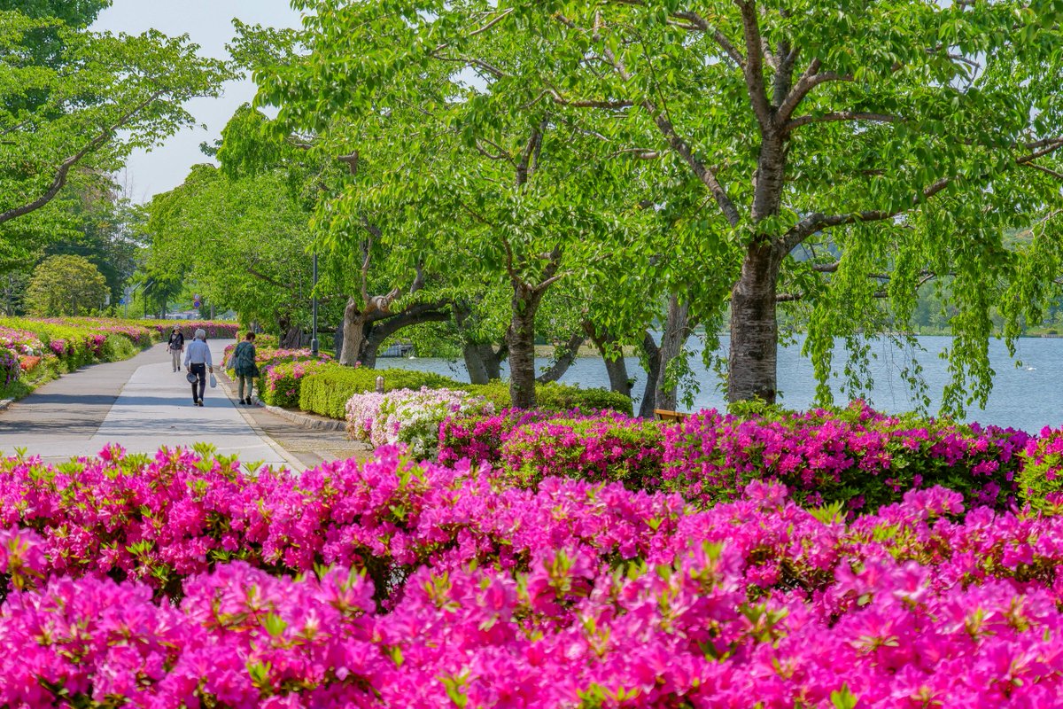 水戸市 千波湖畔には 色鮮やかなつつじが咲いていました 5月10日撮影 千波公園や偕楽園公園では 四季をとおしてさまざまな花が楽しめます 湿度も低く過ごしやすいこの季節 ぜひお散歩におでかけください 水戸 千波湖 つつじ T Co