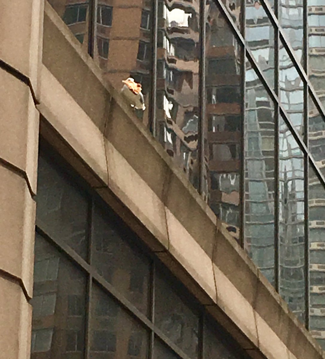DoraKuo's tweet photo. This is #NYC. A true New Yorker pigeon flying with pizza 🍕 https://t.co/hU6Aa8d20u