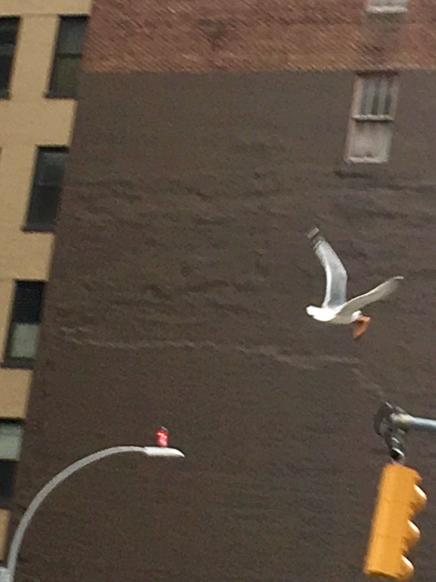 DoraKuo's tweet photo. This is #NYC. A true New Yorker pigeon flying with pizza 🍕 https://t.co/hU6Aa8d20u