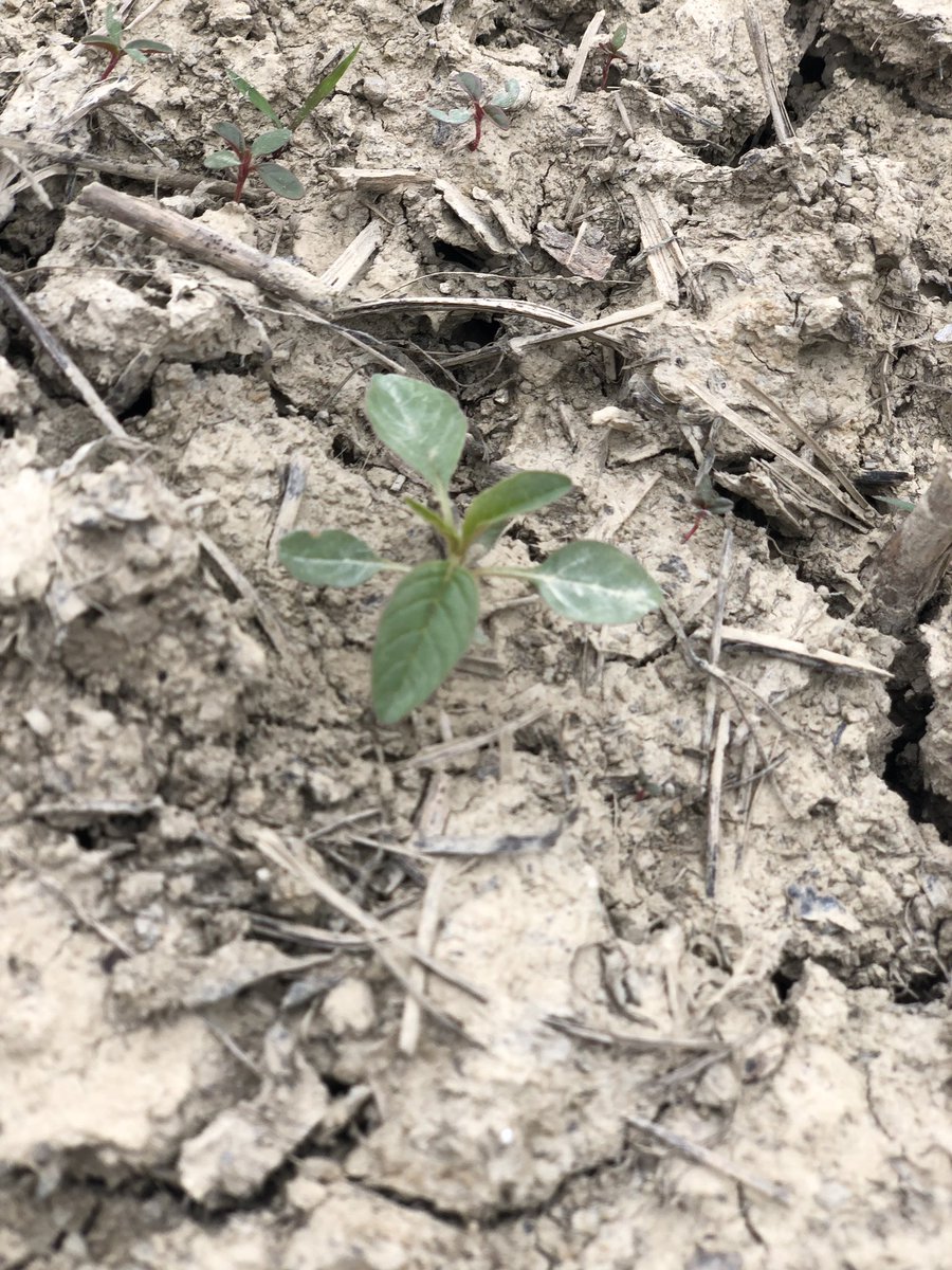 camillealambert's tweet photo. It’s so important to properly identify your weeds, especially when they are small and you are still able to control them! Any guesses on which weed this is? #knowyourweeds #itstartswithus #hcag https://t.co/wNWCIdkIPb