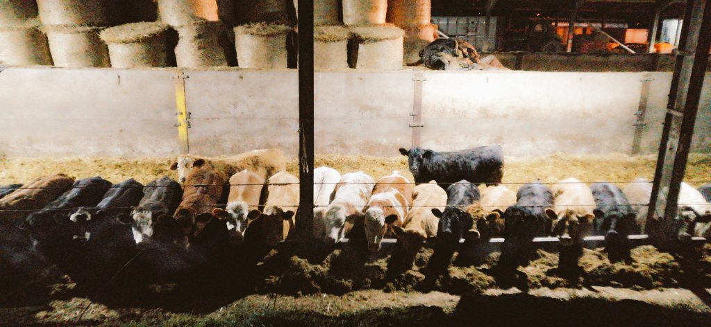 Lilly_thompson_'s tweet photo. Half 7 is the best time of the day😍
#FarmLife #FridayFeeling #cows #farming #livestock https://t.co/BtKk16KMVu