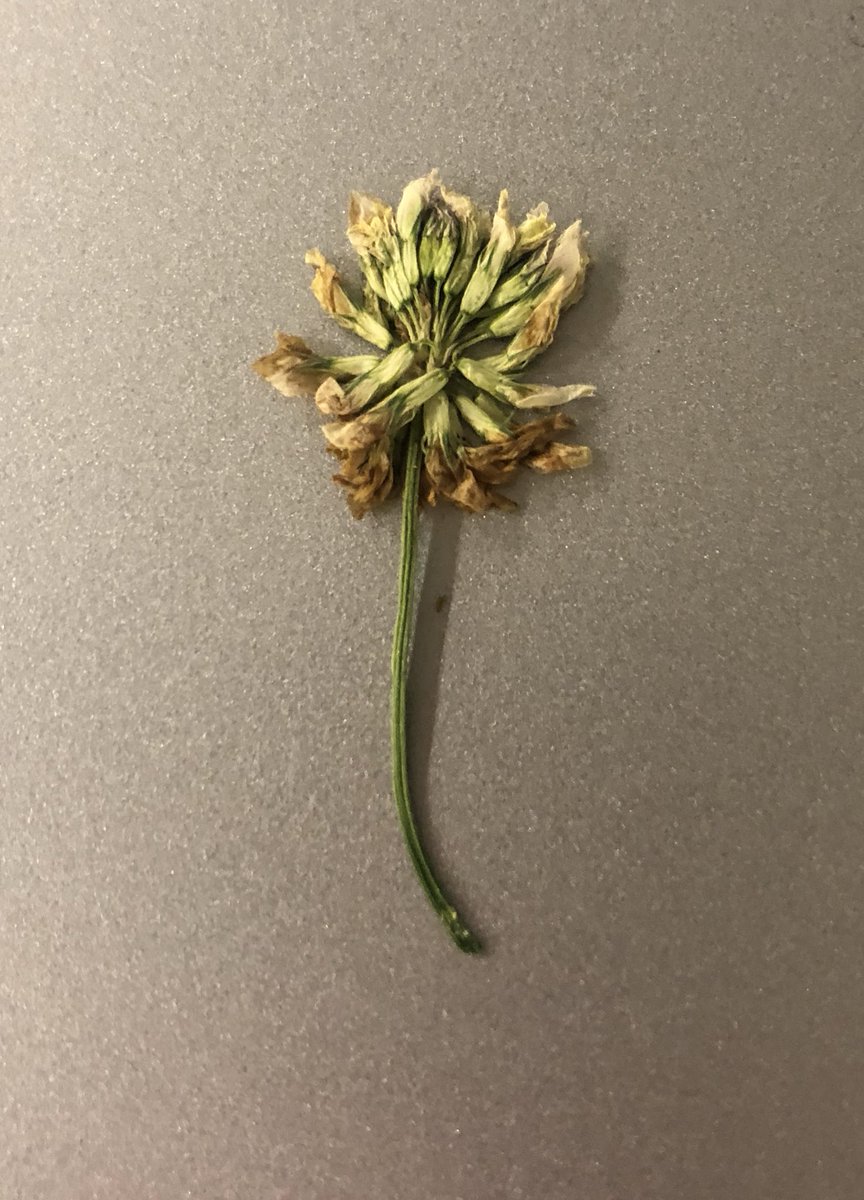 MrsMillerSFES2's tweet photo. Yesterday, as part of Teacher Appreciation Week, the PTO suggestion for parents and students was to bring in flowers for your teacher. After seeing that two students did this, another one quickly asked if he could run outside right quick. Of course he could!! #bestillmyheart https://t.co/PwIWuwLvZv