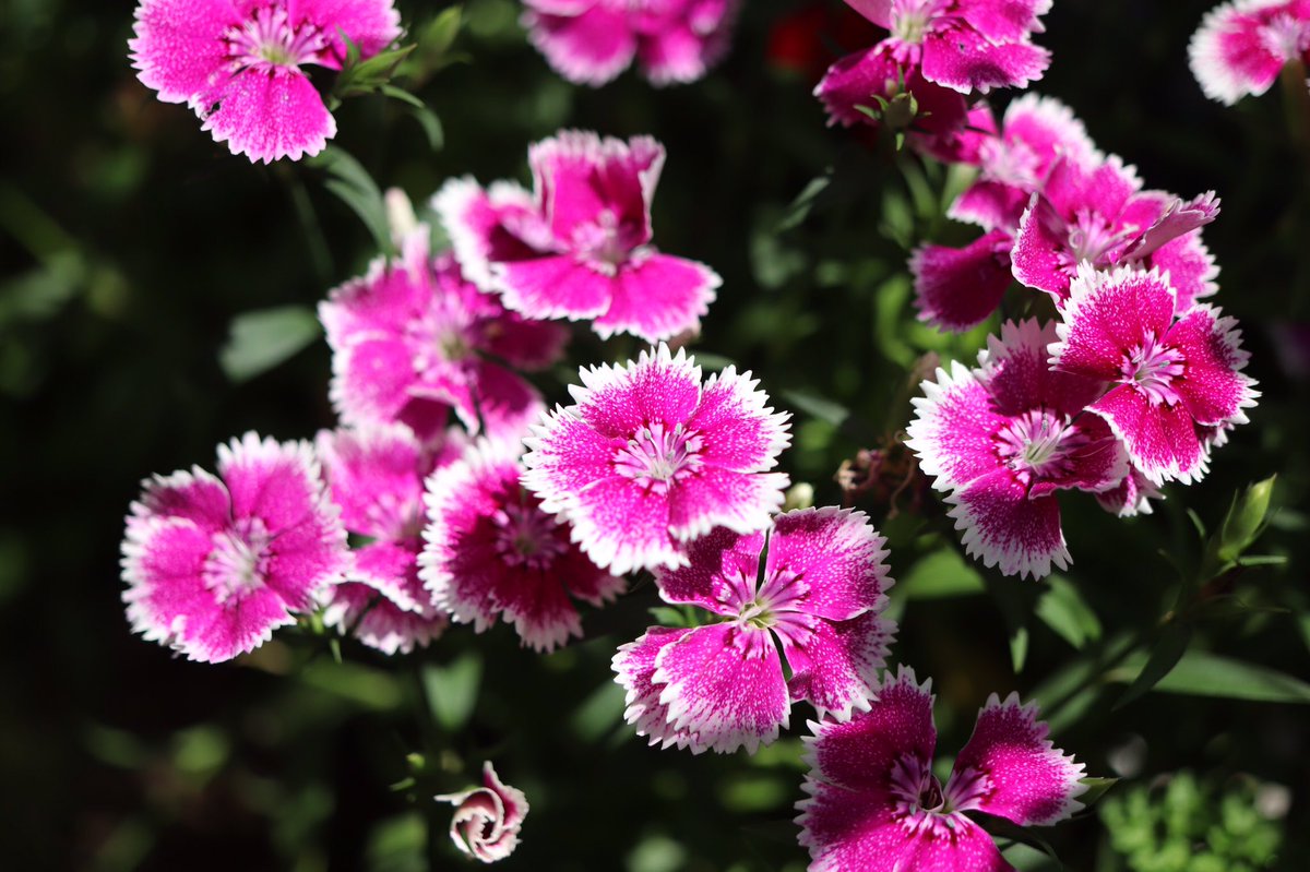 おはようございます🌿
どうぞ良い週末を
お過ごしください🌸

#西洋ナデシコ #ダイアンサス
#Dianthus #Caryophyllaceae
#flowers #inmygarden 10日