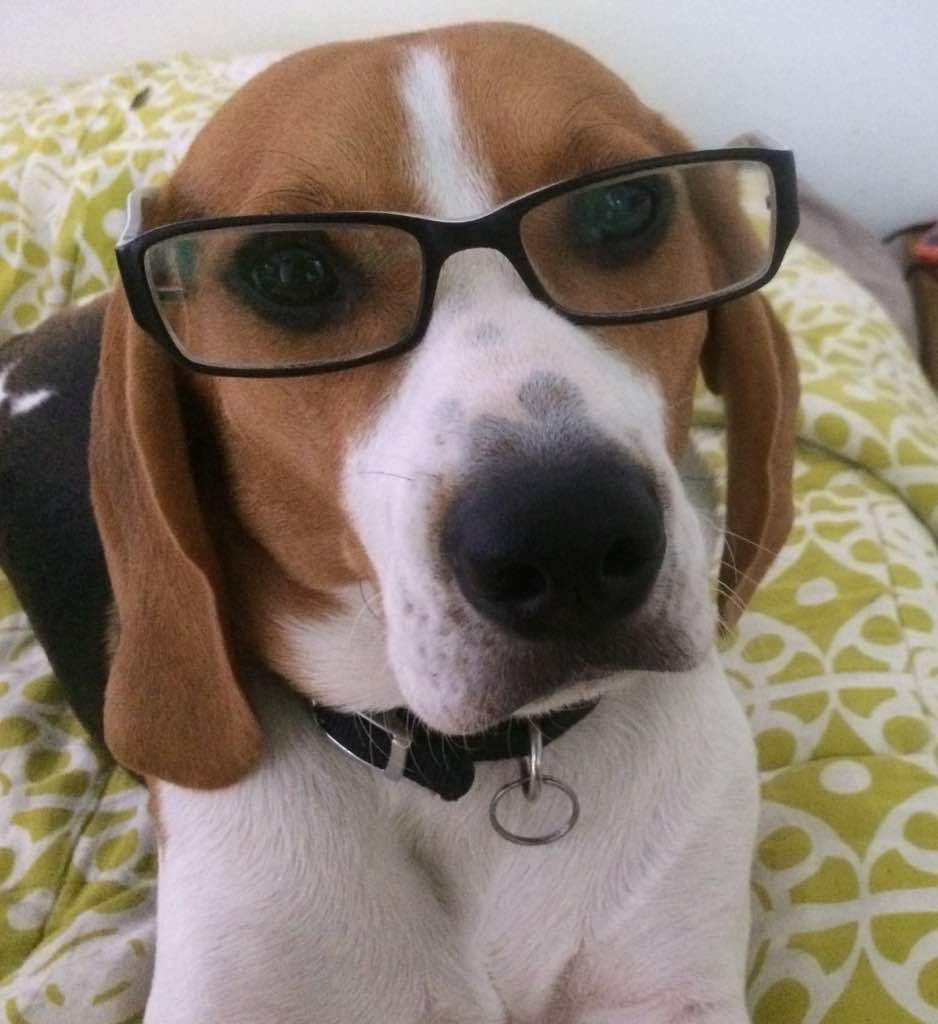 dubym2's tweet photo. @Edurodriguezg En La Lagunita Toda los domingos cierran la vía luego de CC Paseo y es súper pasear, interactúa con otros perros, se socializa y hago nuevos amigos y se hace ejercicio sano. Éxitos! Atte Pacho El Beagle https://t.co/RZtMKhid6N
