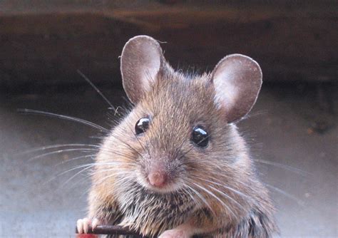 Even if this little guy is cute, he might not be the best guest in your home. Pests cause damage to building materials & carry diseases, so keep them outside.

scott.groupwatson.com/blog/Pest+Prev…
#blog #newblogpost #pestprevention #householdpests #homemaintenance #groupwatson #kellerwilliams