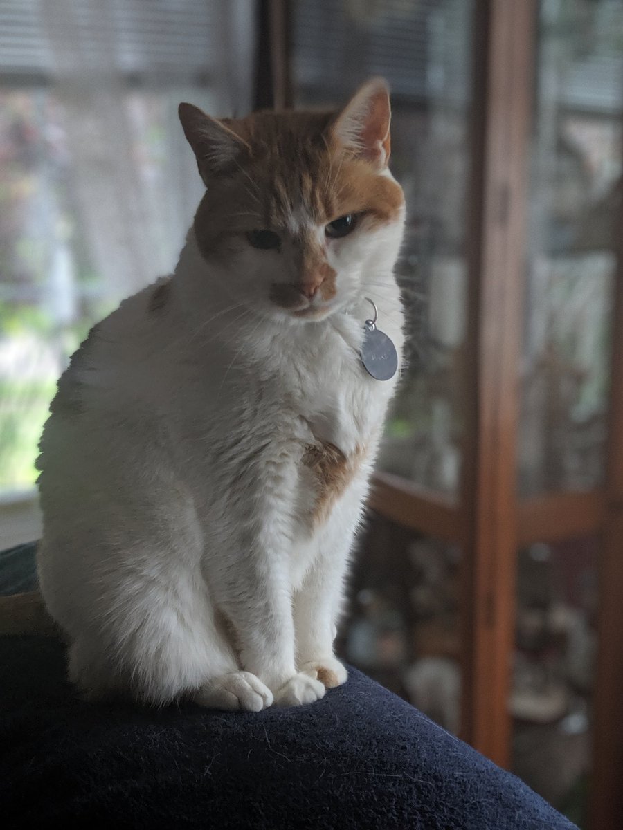 jeffconrad17's tweet photo. Still kicking! #cancerkitty https://t.co/a04ePUblPx