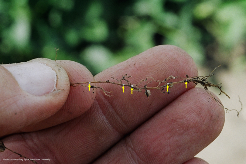 PennStateCrops's tweet photo. In the Search of Soybean Cyst Nematode (SCN): Free Testing for Soybean Farmers https://t.co/eMM1viuAND https://t.co/LwEV5UlSLT