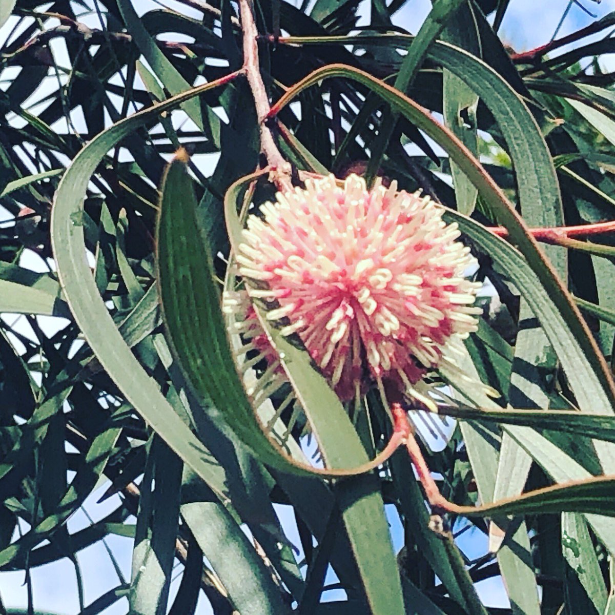 DeSouzaRN's tweet photo. To say I love pin cushion hakeas would be a complete understatement. I’ve planted a tree in the front garden and can’t wait for it to flower one day. These are images from a mature tree in a Wonthaggi car park. #Aussieplants #gardening #flowers https://t.co/mKubGgvYYX