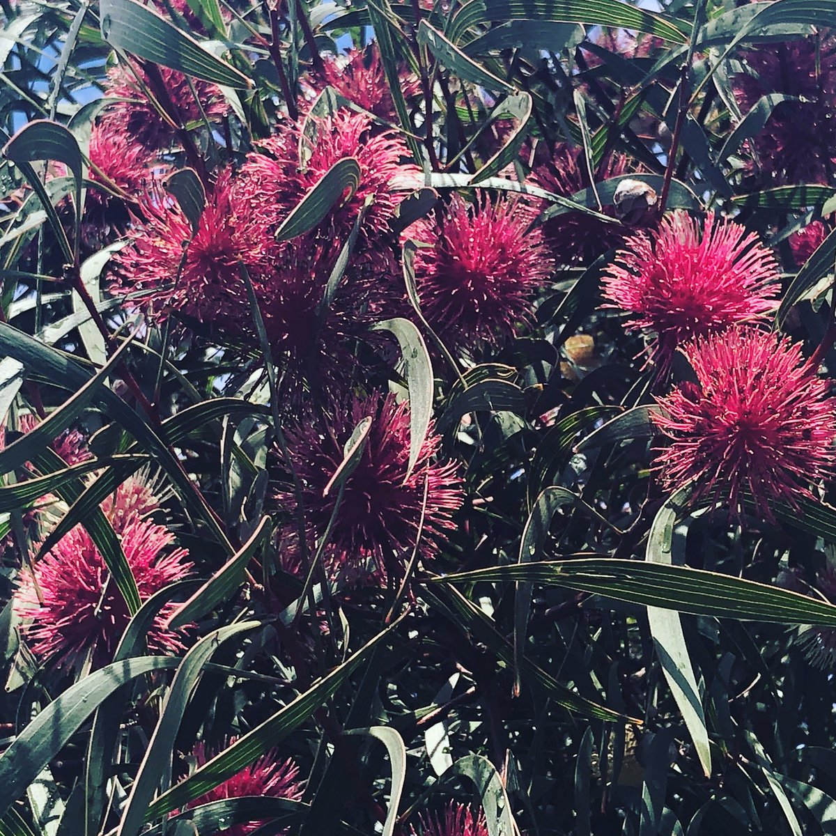 DeSouzaRN's tweet photo. To say I love pin cushion hakeas would be a complete understatement. I’ve planted a tree in the front garden and can’t wait for it to flower one day. These are images from a mature tree in a Wonthaggi car park. #Aussieplants #gardening #flowers https://t.co/mKubGgvYYX