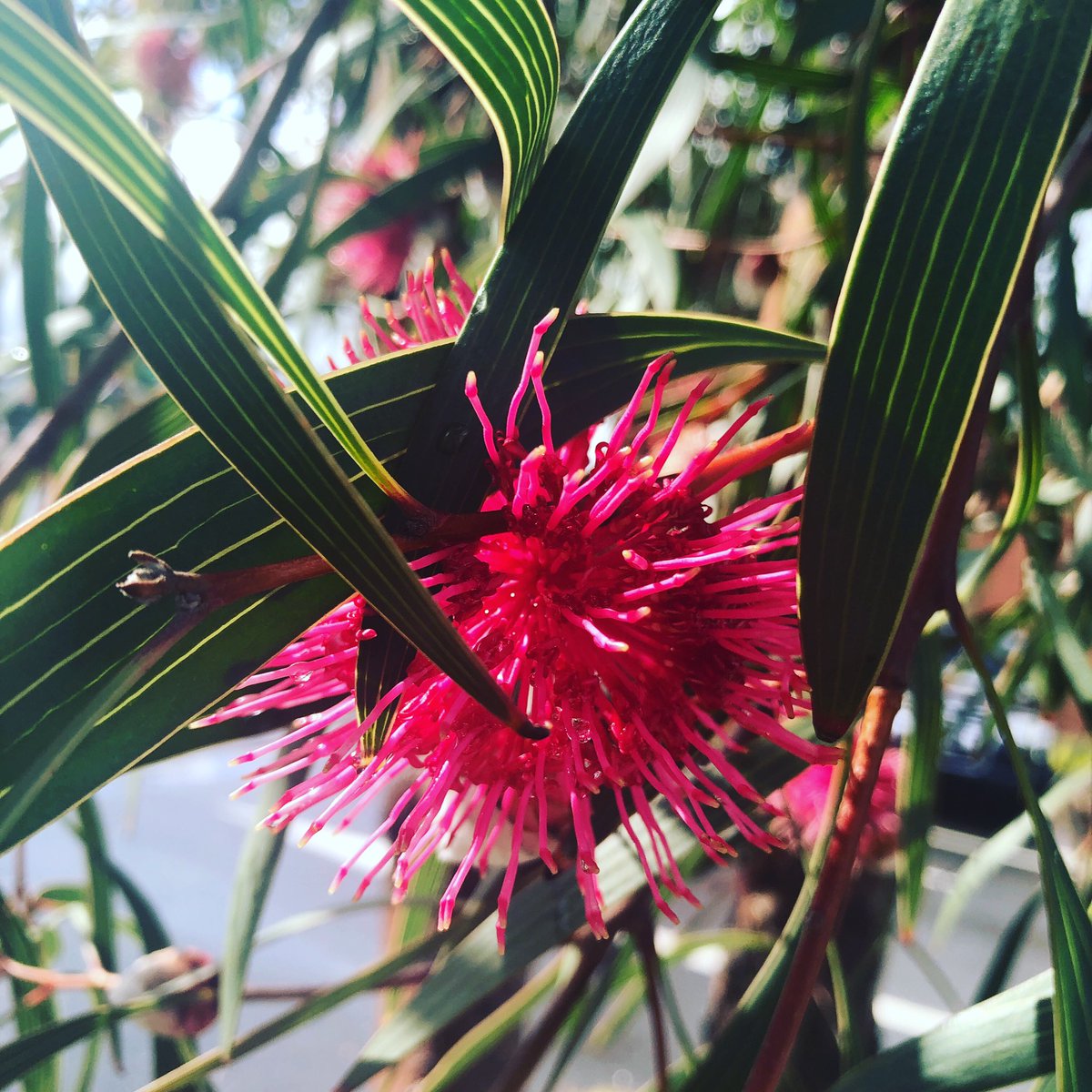 DeSouzaRN's tweet photo. To say I love pin cushion hakeas would be a complete understatement. I’ve planted a tree in the front garden and can’t wait for it to flower one day. These are images from a mature tree in a Wonthaggi car park. #Aussieplants #gardening #flowers https://t.co/mKubGgvYYX