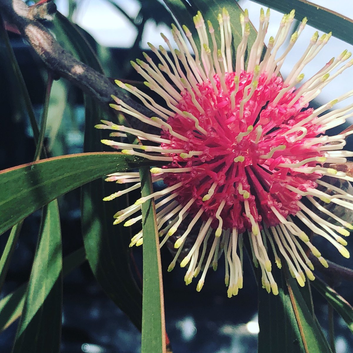 DeSouzaRN's tweet photo. To say I love pin cushion hakeas would be a complete understatement. I’ve planted a tree in the front garden and can’t wait for it to flower one day. These are images from a mature tree in a Wonthaggi car park. #Aussieplants #gardening #flowers https://t.co/mKubGgvYYX
