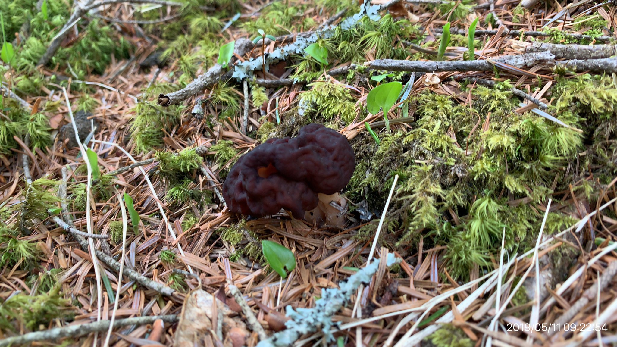 広渡 森 on Twitter 