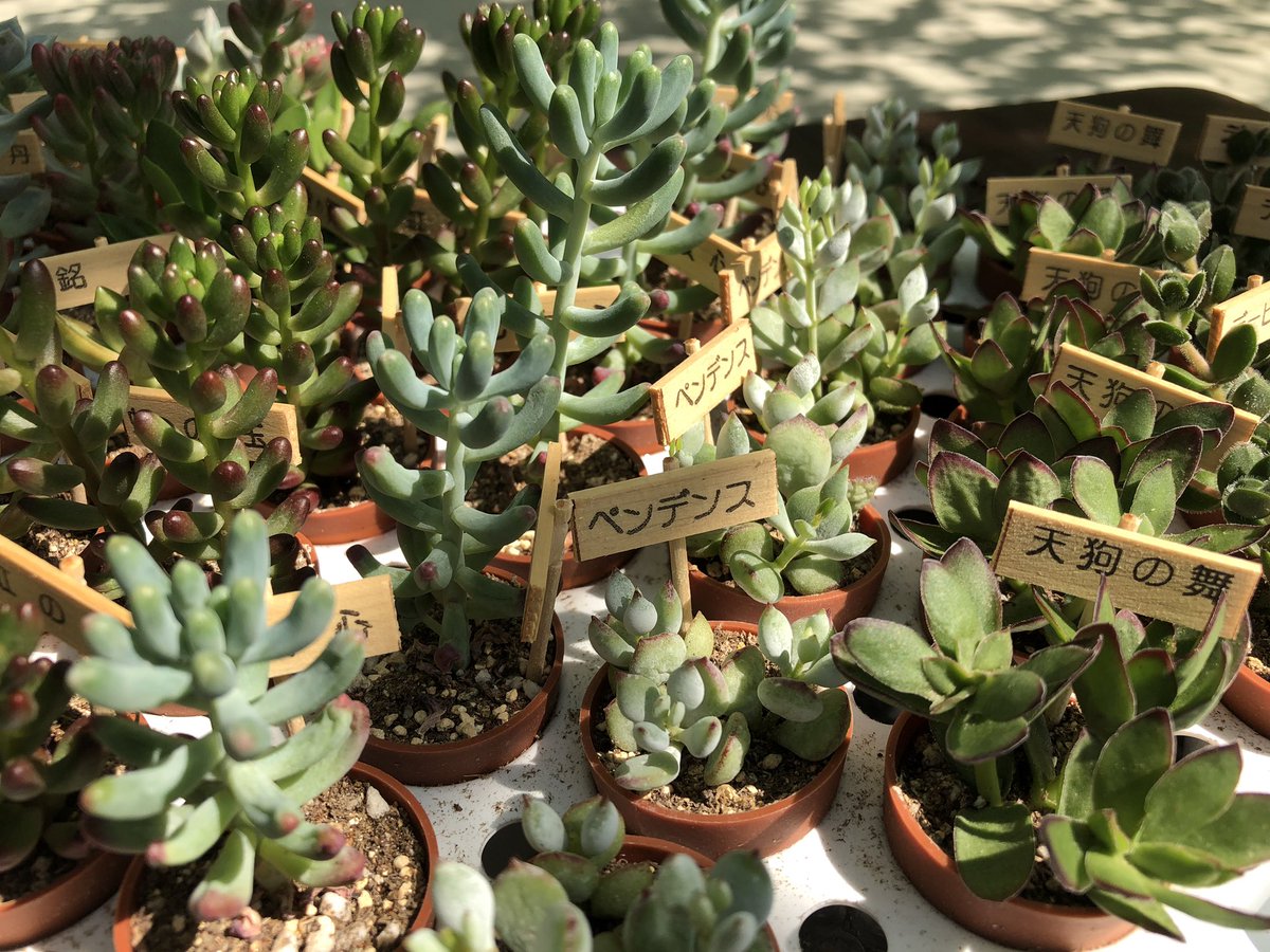 長崎バイオパーク公式 Twitterren おはようございます 週末も良いお天気になりそうですね この土日の2日間は 人気の 多肉植物 の寄植え体験 を開催します 鉢と多肉植物3種類を選んで かわいい一鉢を作ってください 場所 ソラリオ 時間 13 00 15 00 参加費