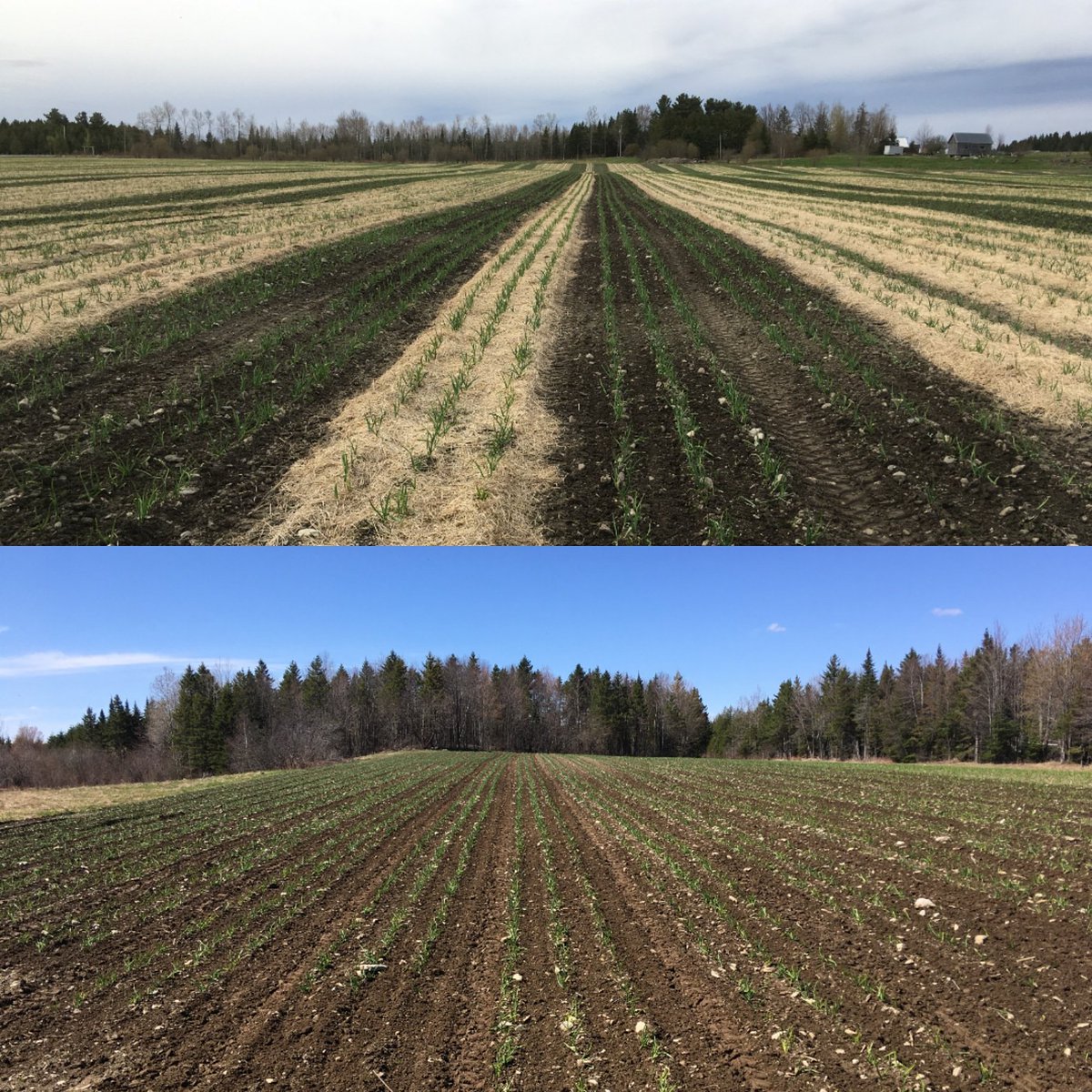 Premier sarclage terminé! Il en reste combien à faire? 🙄 

First weeding finished! How many more to go? 

#biomechanicsculture #culturebio #mauvaiseherbe #weeding #desherbage