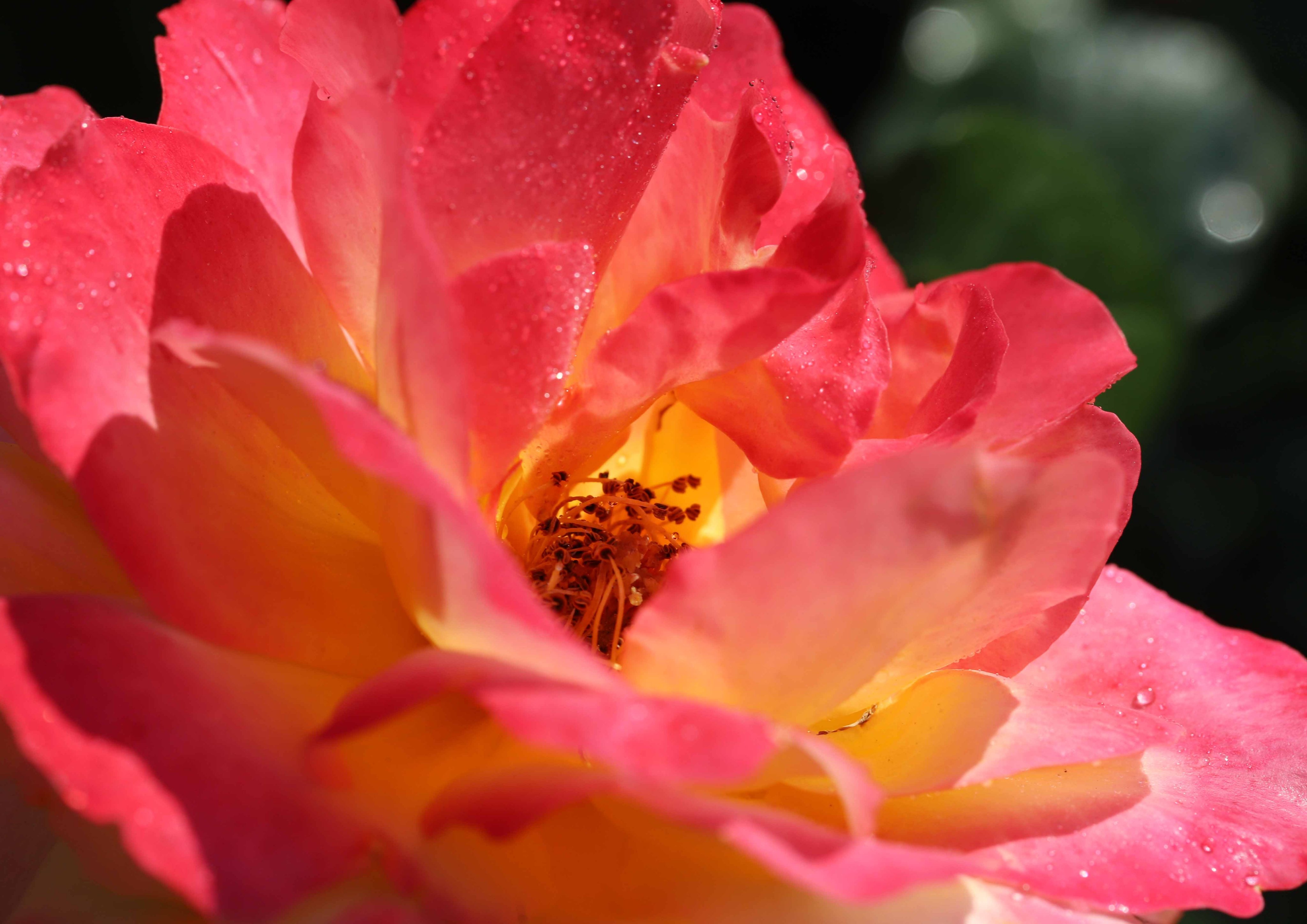 片柳弘史 教会の花壇の アンネの薔薇 開花して5 6日たつと オレンジ色の部分が少なくなり 全体に赤っぽい花になります 4枚 目が 先日開花したばかりの花 ずいぶん変わりますね O T Co Fz4qw2n49v Twitter