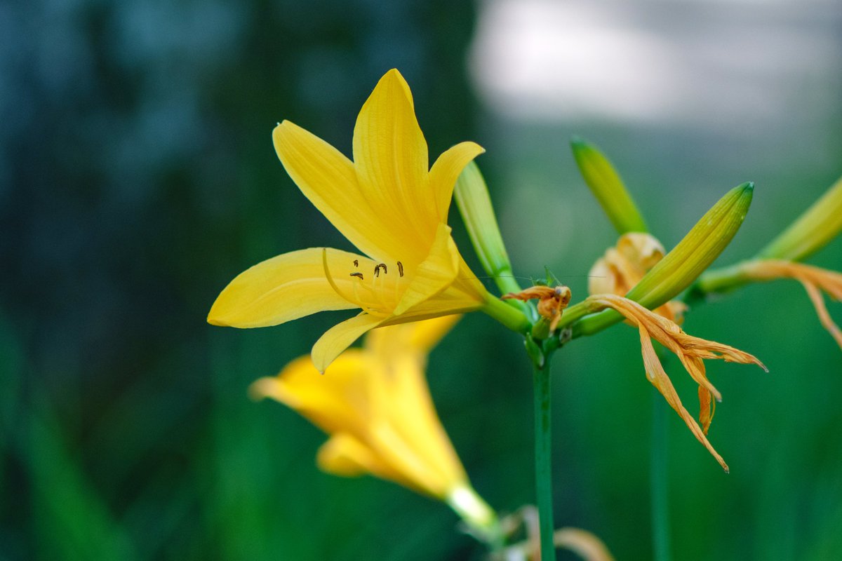 大犬 ᦍ 公園にて ムサシノキスゲ 武蔵野黄菅 の黄色の花 色々な花が賑やかです 大犬 ᦍ 公園にて ムサシノキスゲ 武蔵野黄菅 の黄色の花 色々な花が賑やかです