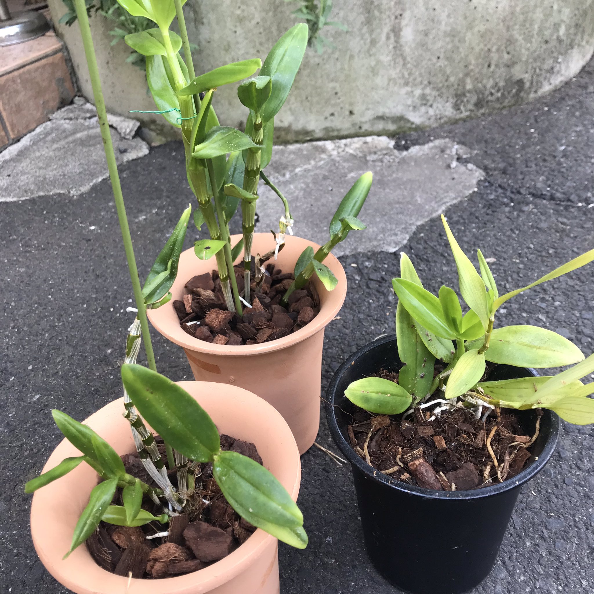 アルコのマスター デンドロビウム株分け ポインセチア切り戻し 綺麗に咲きますように 園芸王子 演芸王子 園芸おじさん T Co P53yj9shgm Twitter