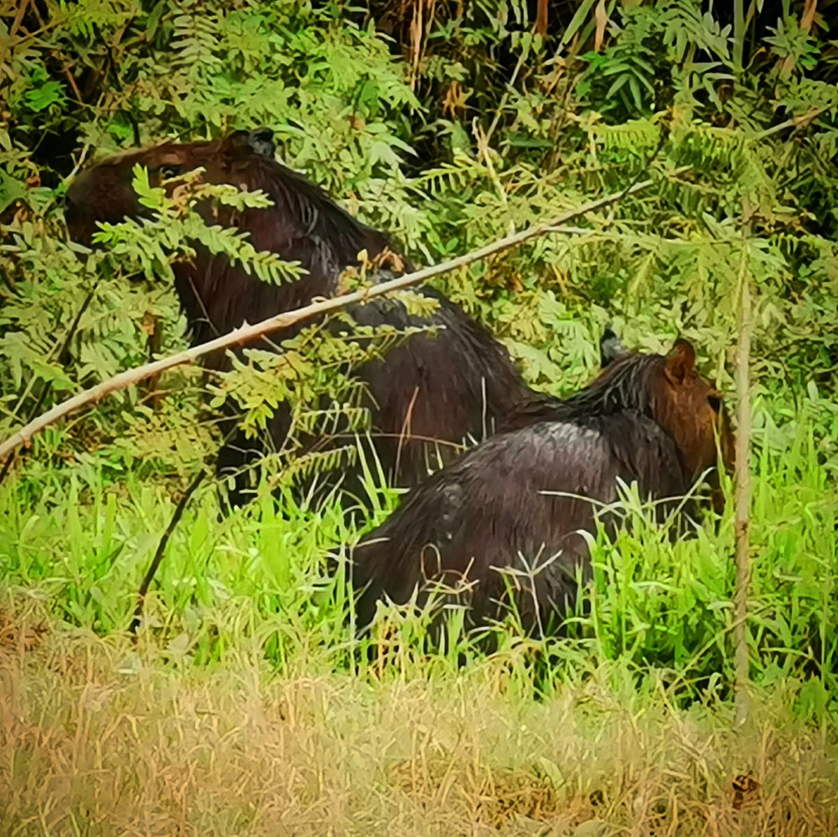 Plantmessiah's tweet photo. Capibara!
#capybara #capibara #largestrodent #beni #bolivia #amazonian https://t.co/AhDYQYBHtY