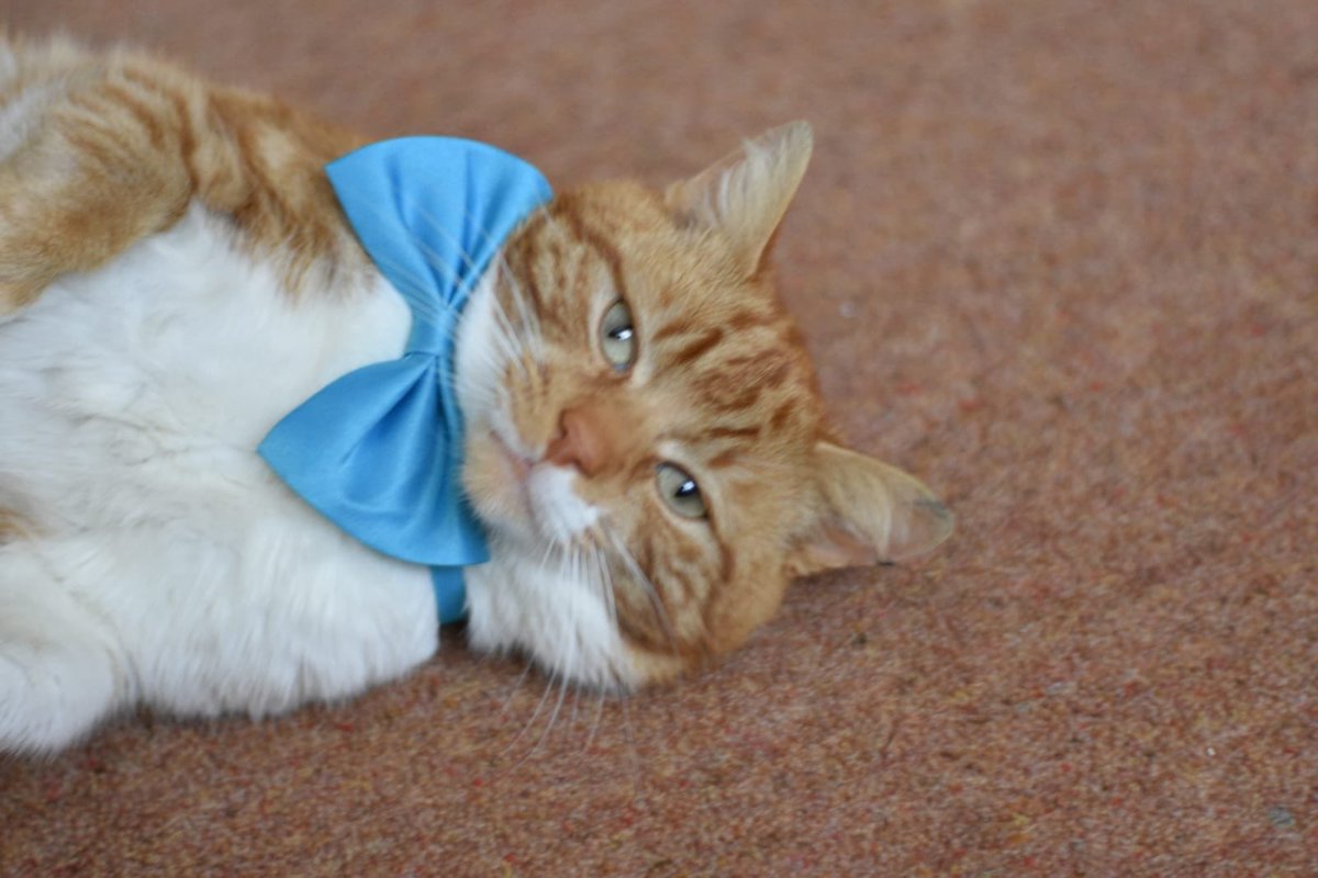 TommyTheGinger1's tweet photo. Happy #Caturday furiends I have just rolled in from all the #pawties hope you have a #pawsome day #CatsOfTwitter https://t.co/n05U3ZomUo