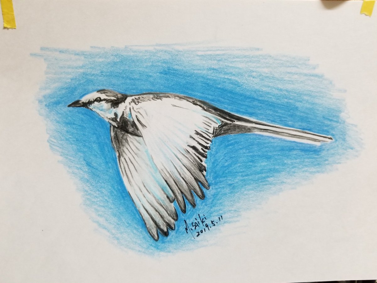 斉木 正明 Ar Twitter 鳥の絵 ケント紙に色鉛筆で描いてたんですが ん 画用紙の方が好きかも