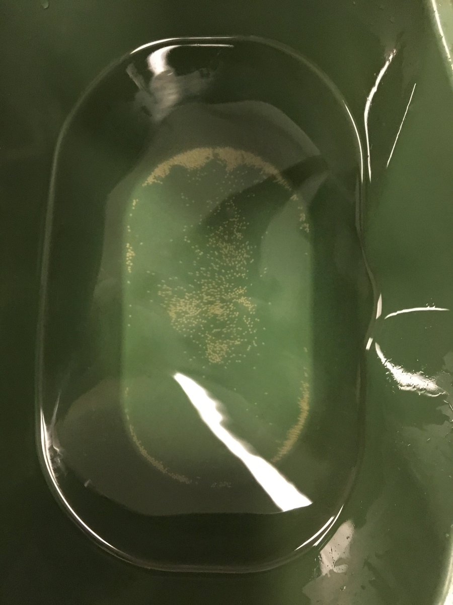 Fernandes Lab tweet media