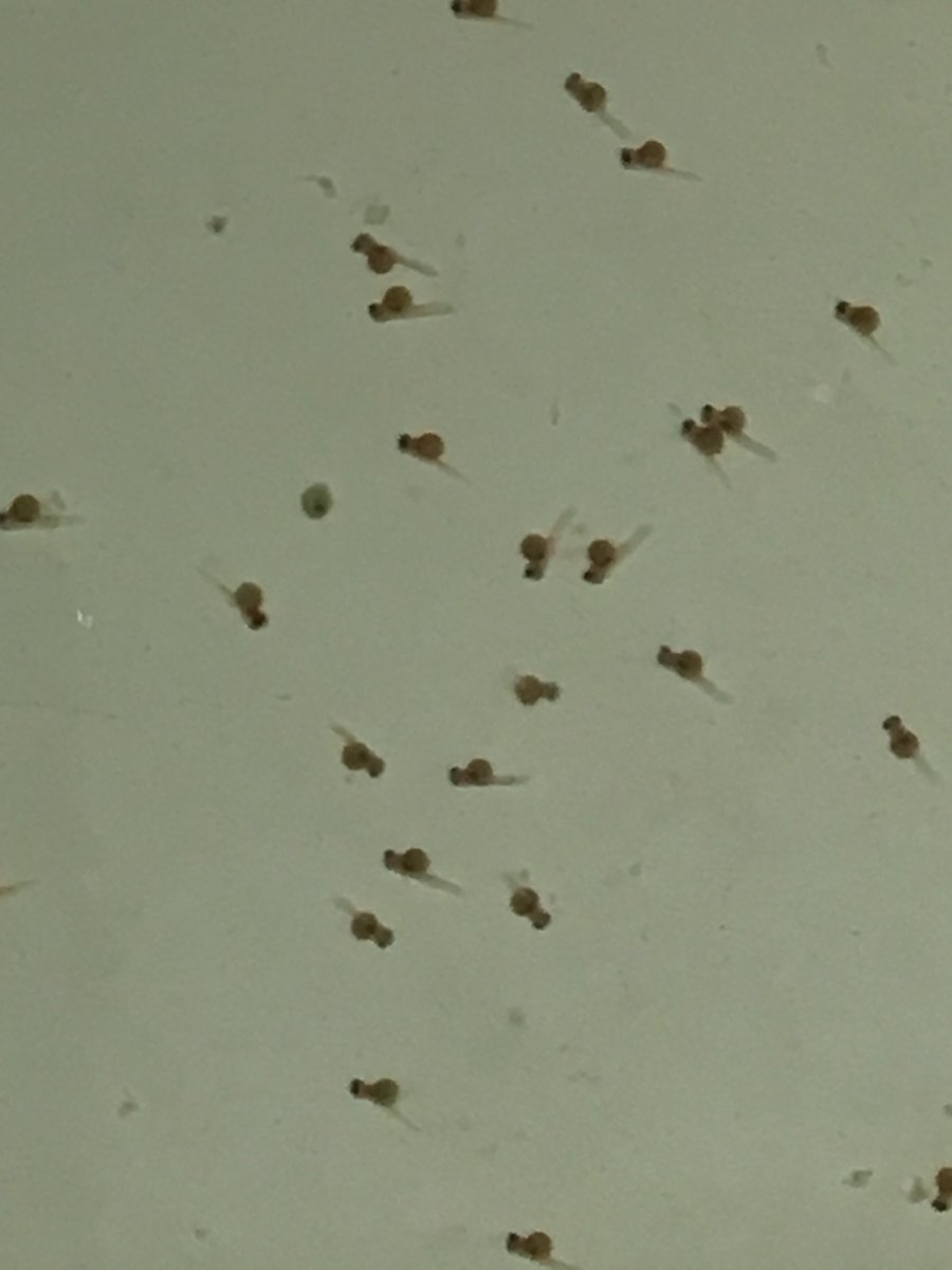 Fernandes Lab tweet media