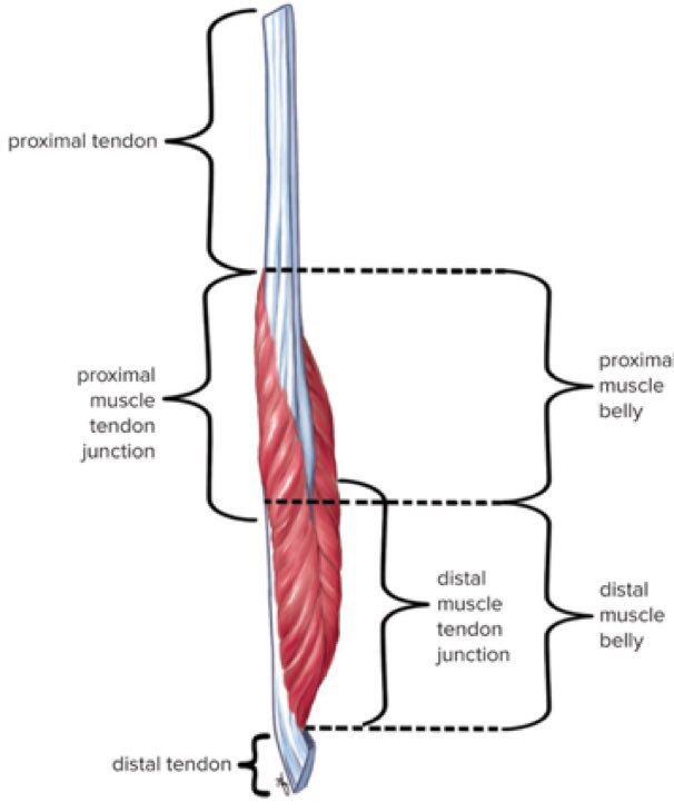 ثامر الشهراني Thamer On Twitter عوامل قد تزيد من نسبة إصابتك إصابة سابقة في العضلة نقص في مرونة العضلة زيادة في اجهاد العضلات ضعف وعدم ثبات عضلات