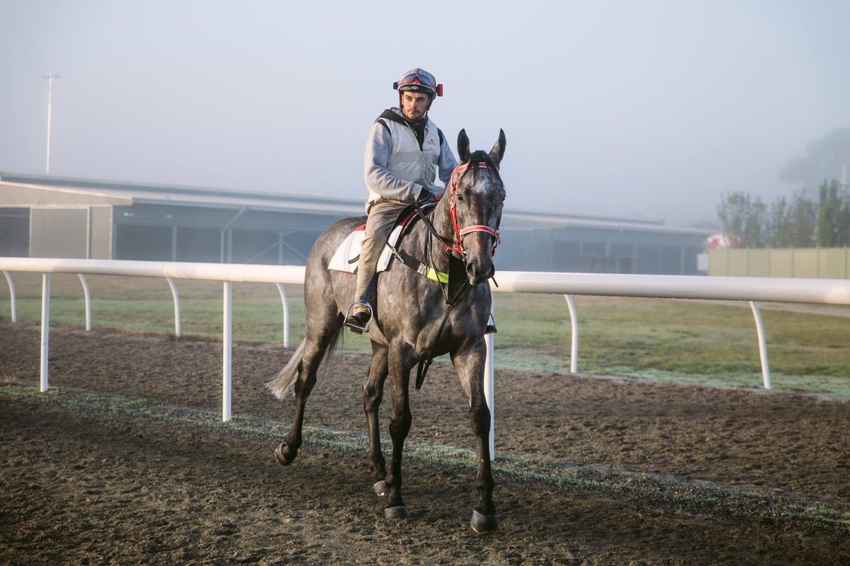 MickDehlsen05's tweet photo. Super excited to have my first Group 1 runner today with Star Missile in the SA Derby @SAJockeyClub โญ๏ธ๐
Great to have @bennallen44 take the ride!!๐๐
#Hancoxracing #GoScud
๐ธ @GregEurell https://t.co/P0L9mXn7SI