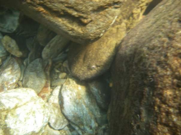 realscientists's tweet photo. After all this time? Always #RowlingWithHellbenders #RaiseHellbender https://t.co/rDHWkc4hPO