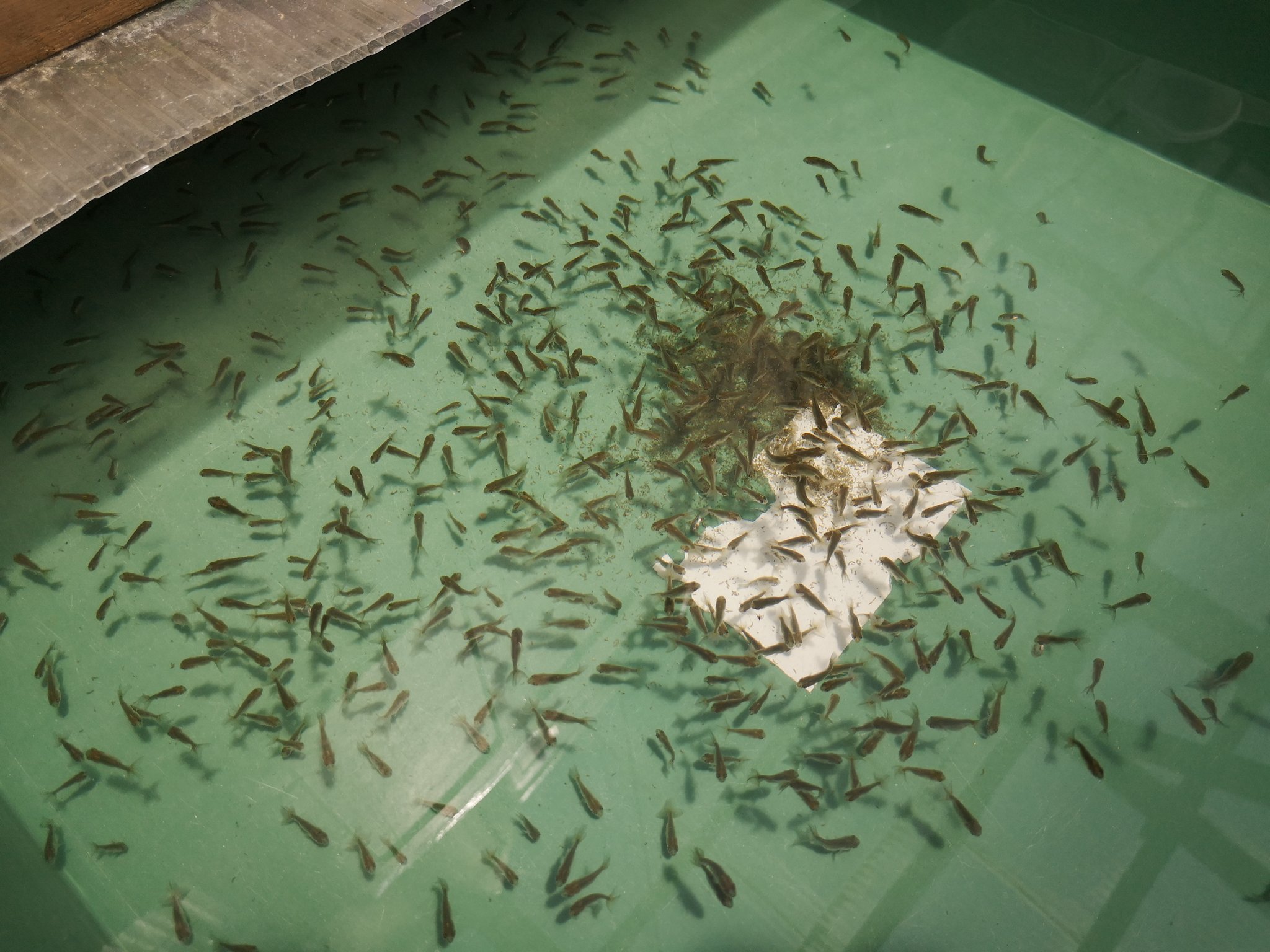 三卯養魚場 בטוויטר らんちゅう青子 入荷しました 三卯養魚場 らんちゅう 金魚 中国金魚 ぴんぽんぱーる 土佐金 熱帯魚 Kingyo メダカ 三卯養魚場 בטוויטר らんちゅう青子 入荷しました 三卯養魚場 らんちゅう 金魚 中国金魚 ぴんぽんぱーる 土佐金 熱帯魚 Kingyo メダカ