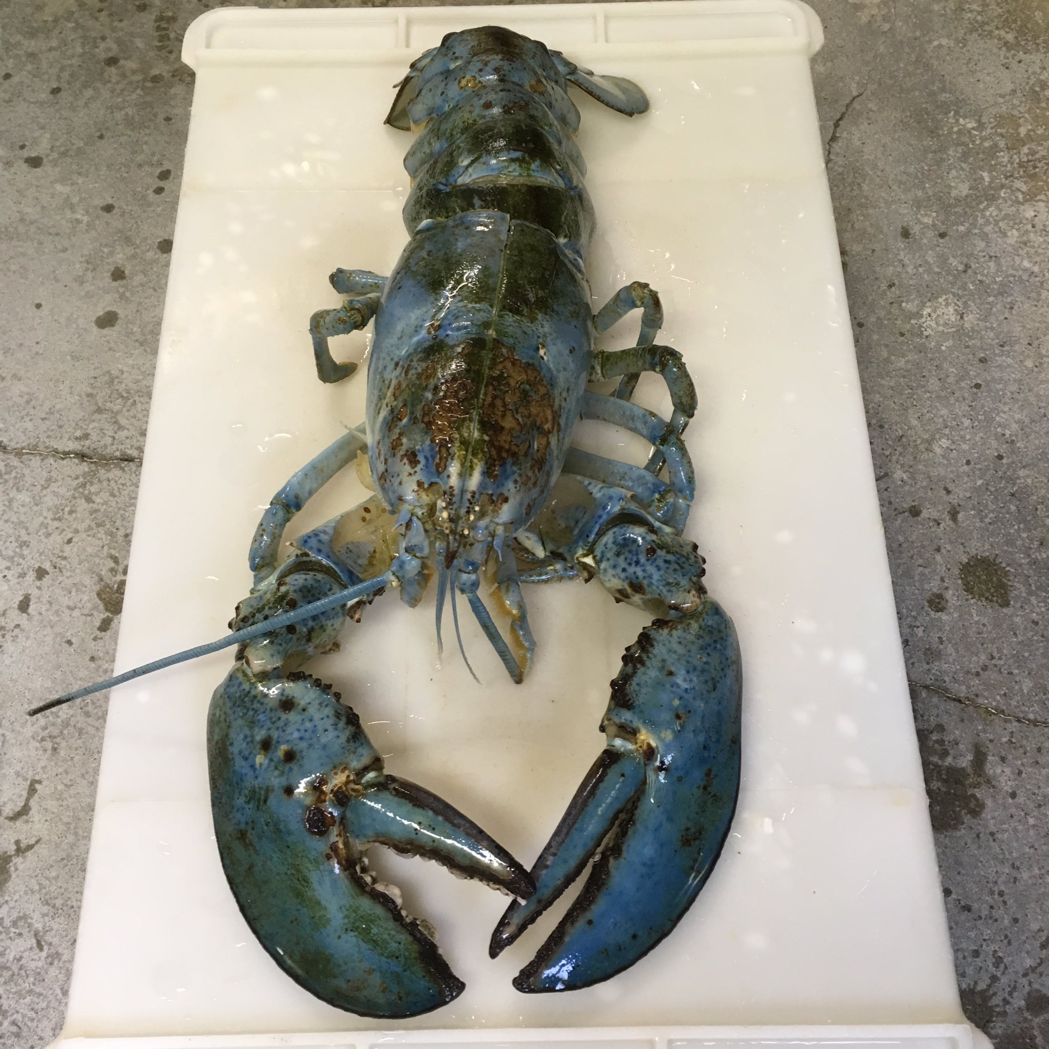 箱根園 公式 ロブスター脱皮しました とっても綺麗です ぜひ見にきてください 2枚目は脱皮殻です 箱根園水族館 アメリカンロブスター T Co 2sykhvifwr Twitter