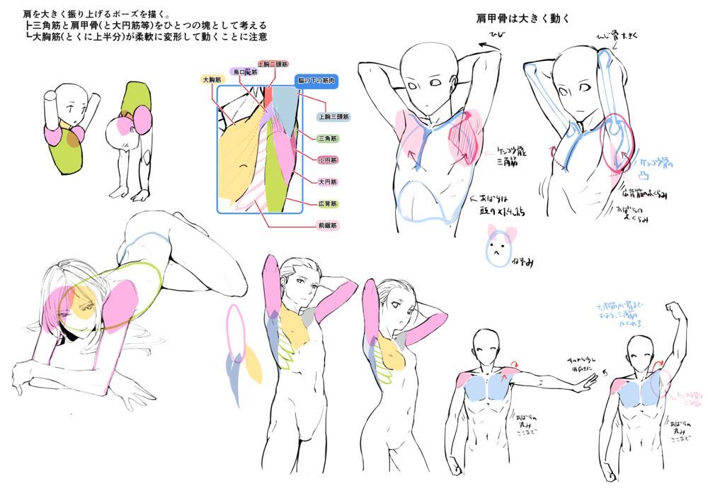 ট ইট র お絵かき講座パルミー Bookliveキャンペーン開催中 腕を上手に描く為には 肩の筋肉や肩甲骨を理解することが重要 まずは両腕を後ろに組んだポーズで練習してみましょう٩ ۶ 7日間の無料お試し実施中 T Co Iixjrw4ago