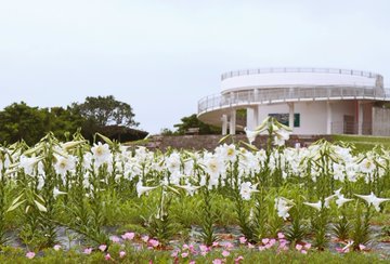 沖縄県の花畑16品種27名所 春夏秋冬の見頃 たびはう