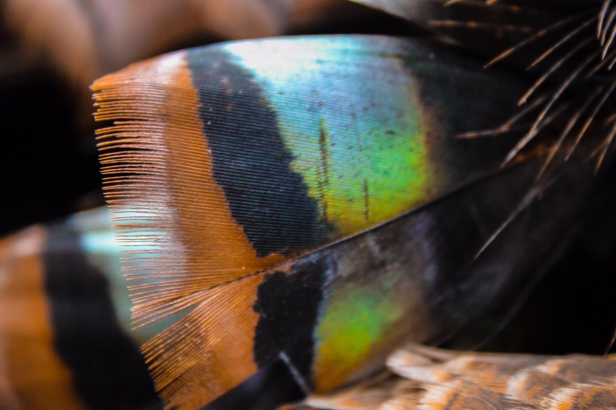 JDSorrells's tweet photo. Macro shots of a turkey feather https://t.co/Dign1CtSOO