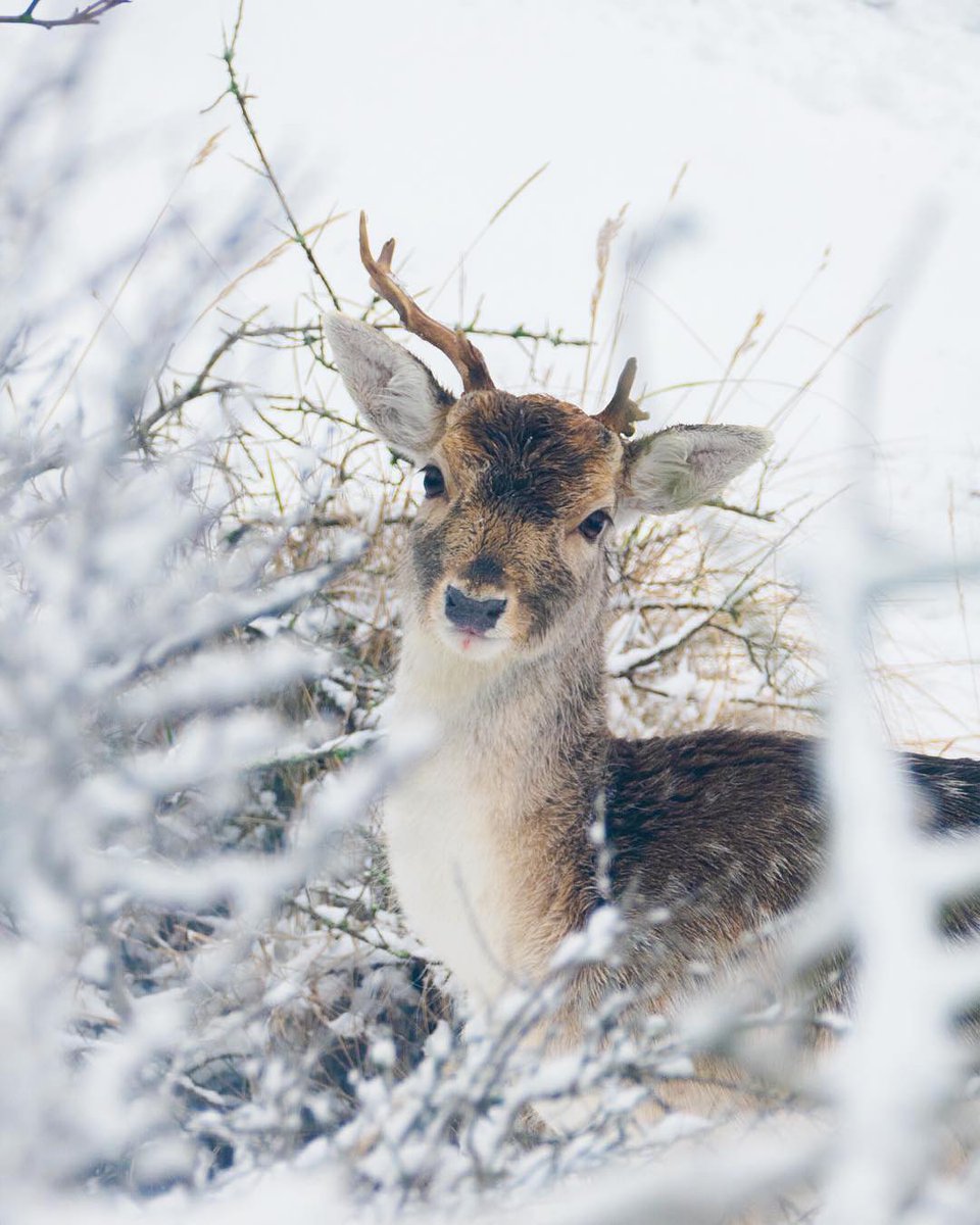 One naive deer!!! 
Source: @san_foto⠀
#lovethenetherlands 🇧🇶🇧🇶
#1sttheworld 🌎🌍#holland #netherland #deer #animal #winter #snow #love #nature #landscape #travel #beautiful #world #kpop #usuk #bts #photo #dailyphoto