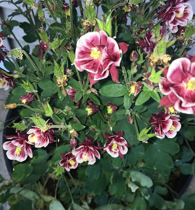 branbrew's tweet photo. Purple Columbine in bloom! #gardening #beautyinnature #anyexcusetobeinmygarden https://t.co/O5HCR5Ldg8 https://t.co/UwQdpZa3rO