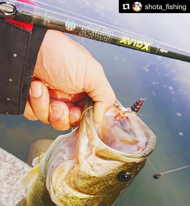 StCroix_Japan's tweet photo. Thank you!
Good fish !!
.
#Repost @shota_fishing with @get_repost
・・・
AVID-X 71MHXF is nice feeling & very good👍
#stcroix
#avidx
#tacklegaragegrow
#stcroixrods
#stcroixjapan
#セントクロイ
#エイビッドx https://t.co/NJmO9ZAacy https://t.co/Off1WIhJDZ