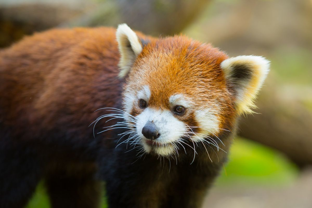 Oregonian's tweet photo. The Oregon Zoo is now home to a very good red panda https://t.co/6tePMXKevS https://t.co/GpWDdBVDj7