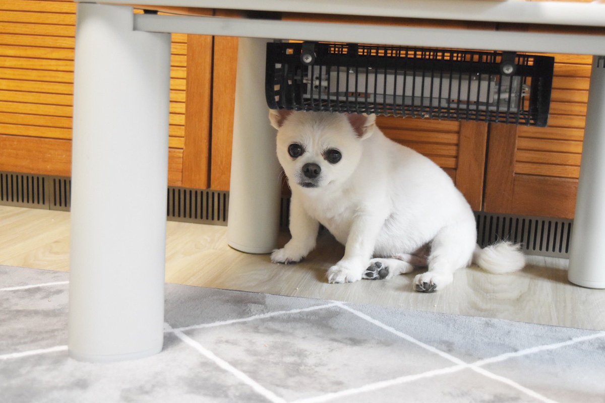 怯える犬