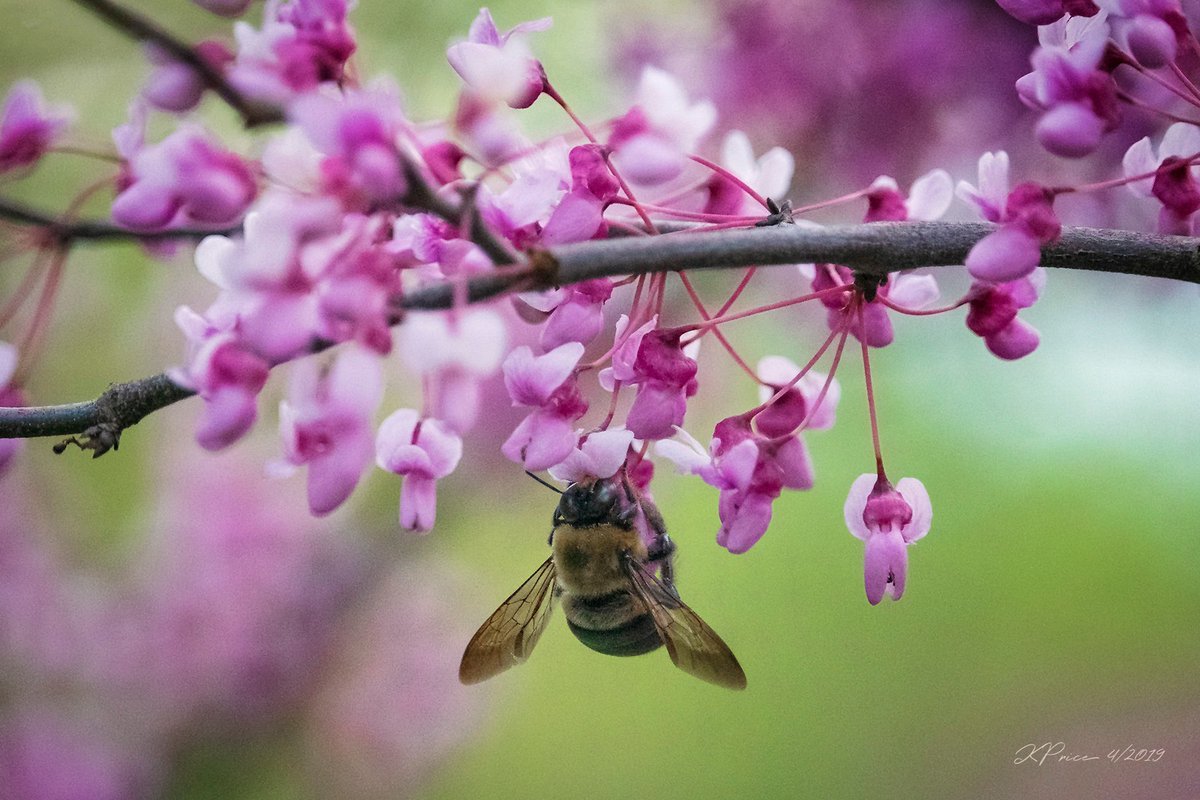 kpcaptures_pics's tweet photo. If you want to observe #bumblebees in action, just stand under redbud trees in full bloom!

#bumblebee #redbudblossoms #spring #bees #floweringtrees #insects #pollinators #500pxrtg #500px #500pxgallery #photography #canonphotography #thePhotoHour #inmyyard #inmybackyard https://t.co/t2rkCOyfKf