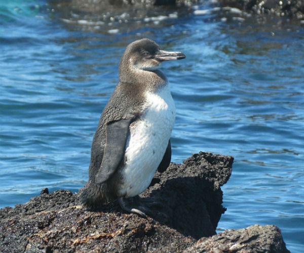 Where to find penguins in Galapagos buff.ly/2Io1MG4