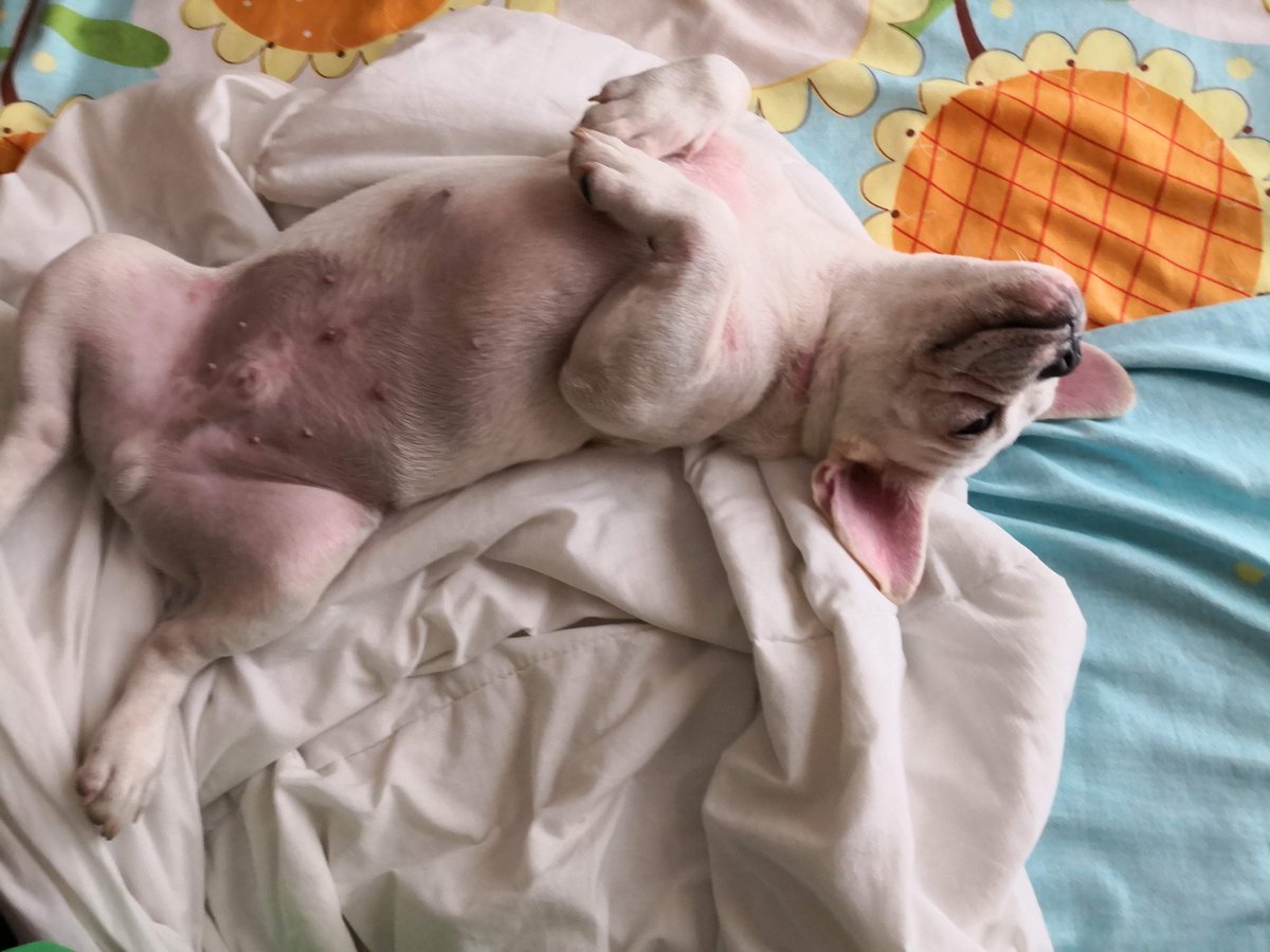 ShailSubu's tweet photo. @WeLoveDogsUSA Pogi #thefrenchiewhobullies https://t.co/SSuExqphIM