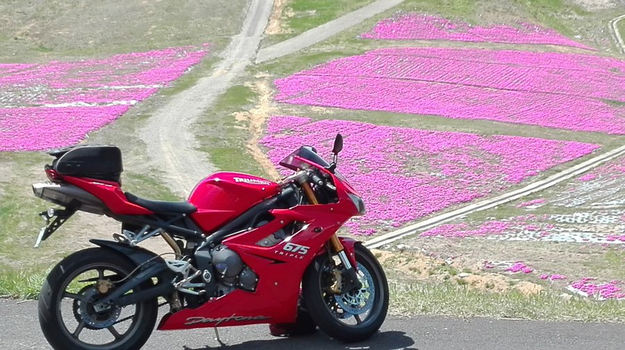 関西の芝桜の名所スポット5つ 見頃の時期やアクセスを詳しく紹介