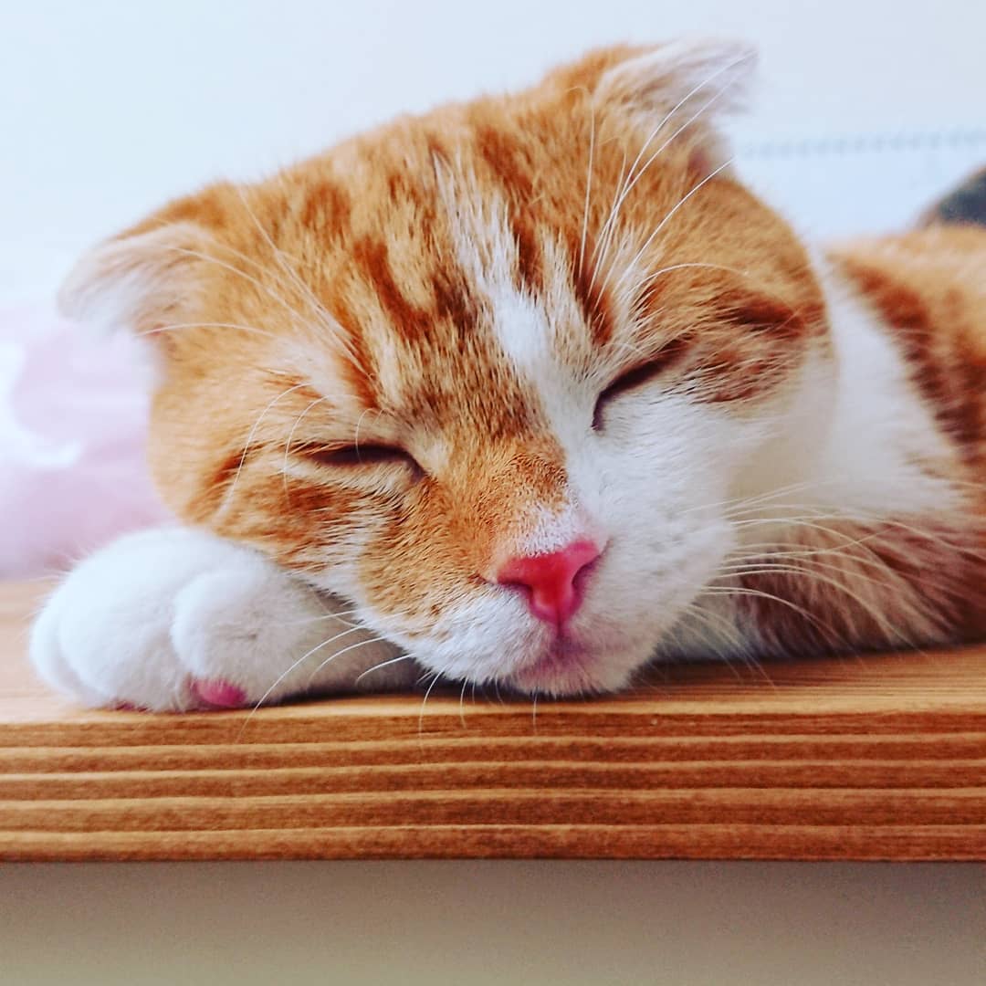 スコティッシュフォールド子猫 スコティッシュフォールド子猫
