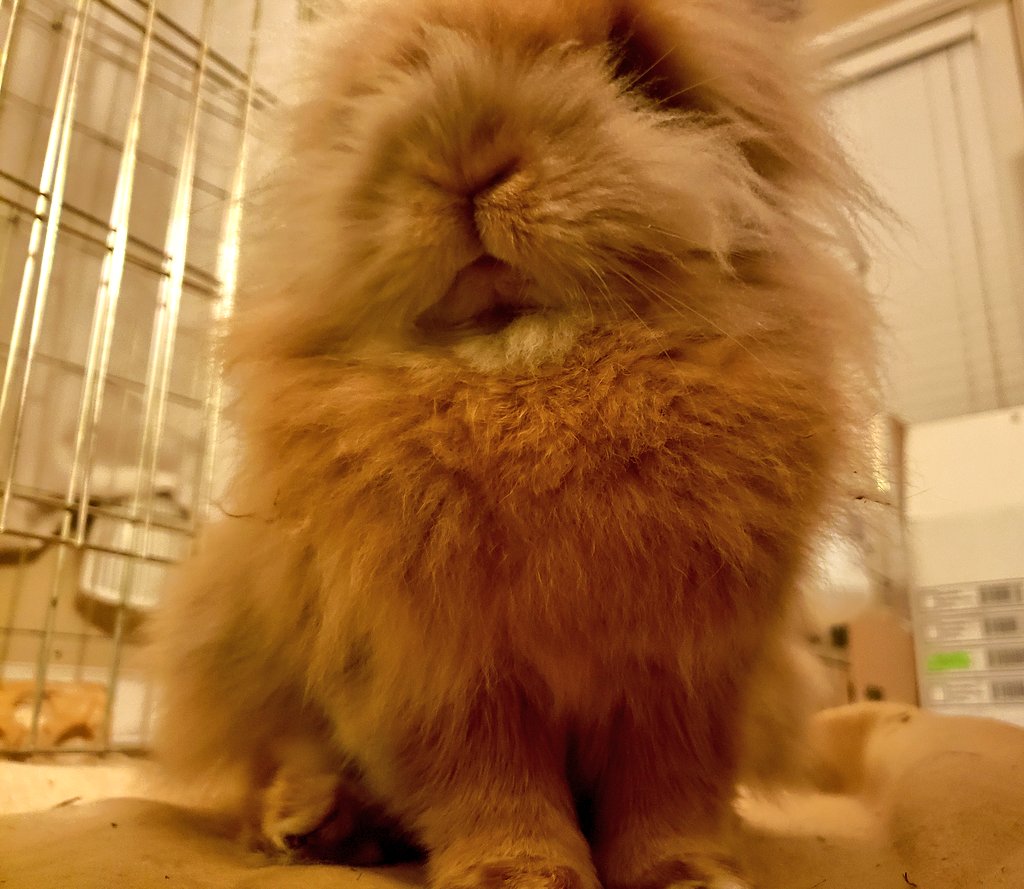 Photo of Simba sitting up with great view of his bunny nose and mouth. Maximum floof action going on.