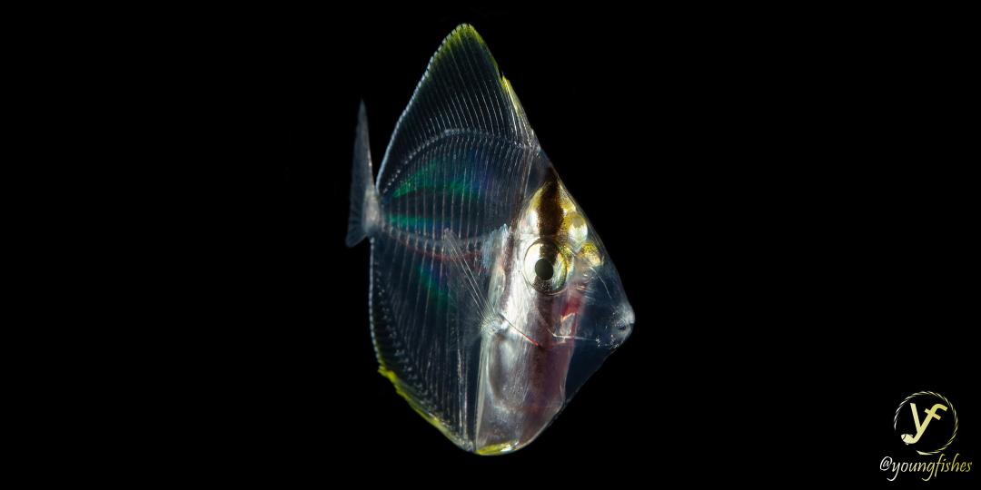 youngfishes's tweet photo. Larval Sailfin Tang (Zebrasoma veliferum) starting its metamorphosis.  ISO100, f16, 1/160, ext. strobes. SL 2.5 cm. #coralreef #coralreeffish #fish #fishsci #nature #naturephotography #macrophotography #underwater https://t.co/kGU1Q2vMw6