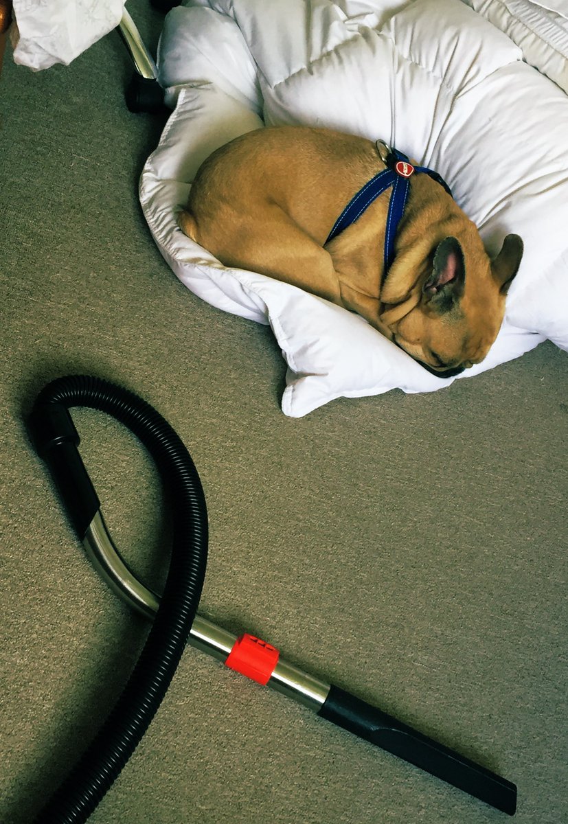 RandallFrenchie's tweet image. Housework sure is tiring! 😴 #SaturdayMotivation #Busy #Frenchie #Randallthefrenchie