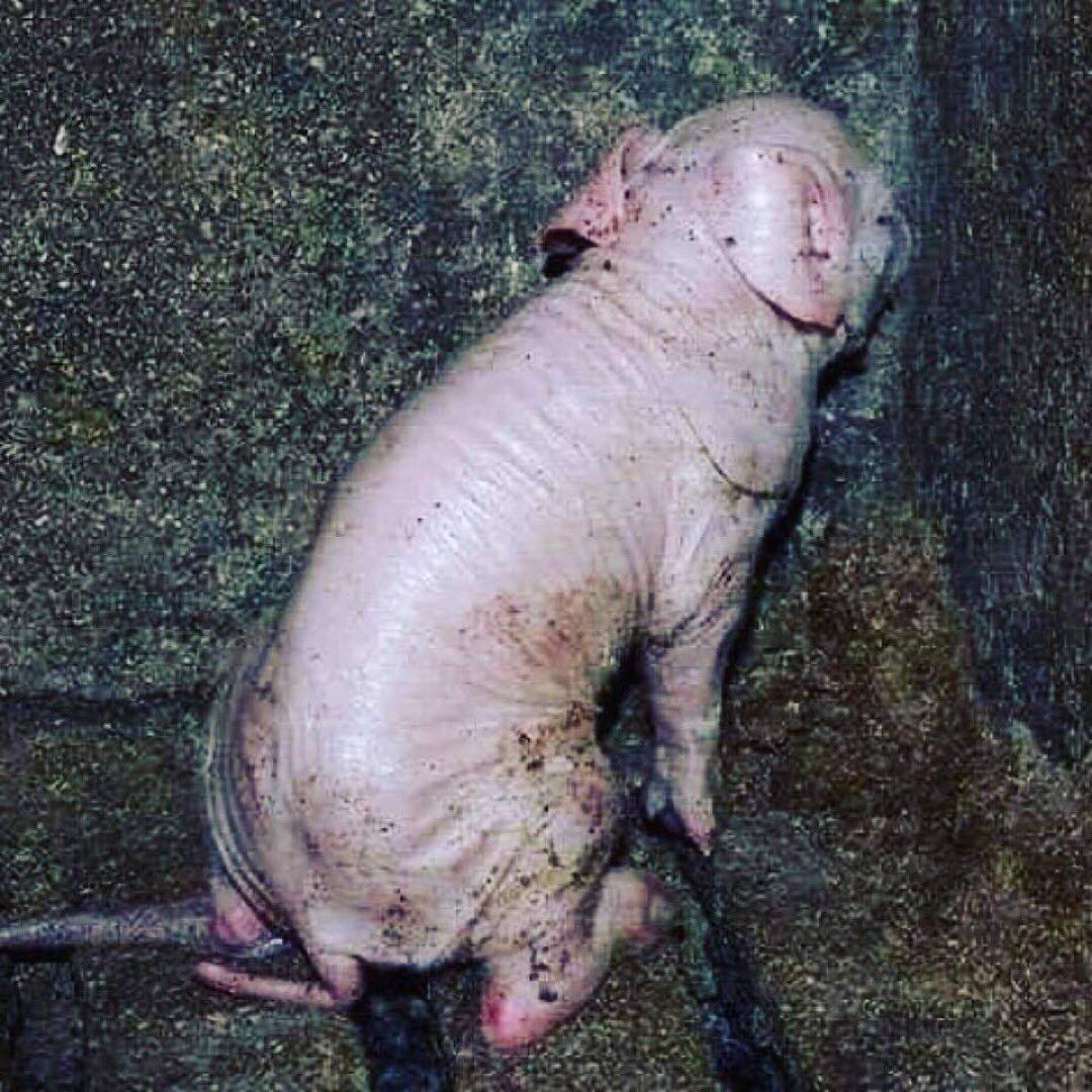 This piglet stares into the corner of a wall. You know why? Because he (and all farm animals) face lives of absolute hell on factory farms. The best way to help is to #StopEatingAnimals. 😡