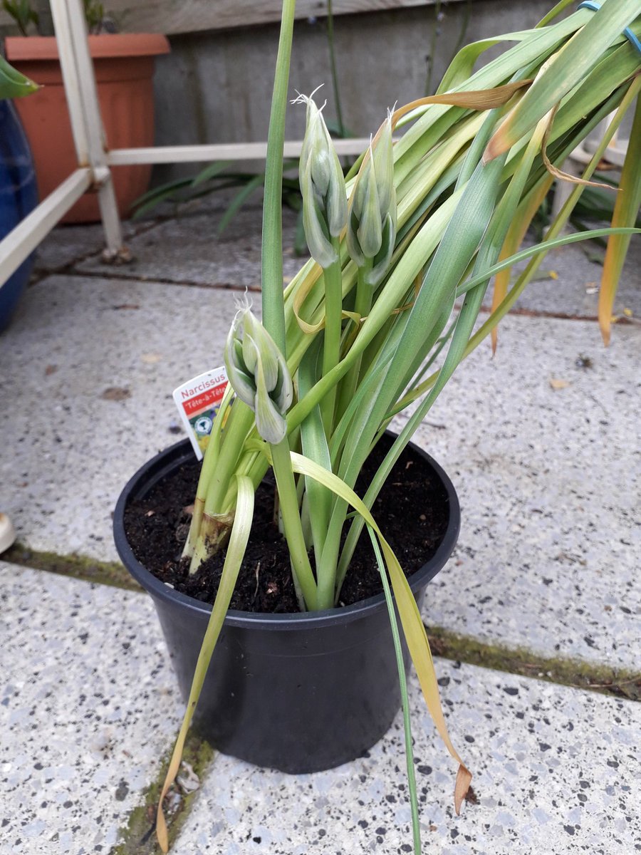 gardenoracle's tweet image. A bit of a mystery here. A pot of mini daffodils I bought in March that had finished flowering now have something else appearing. Anybody know what might be about to flower?