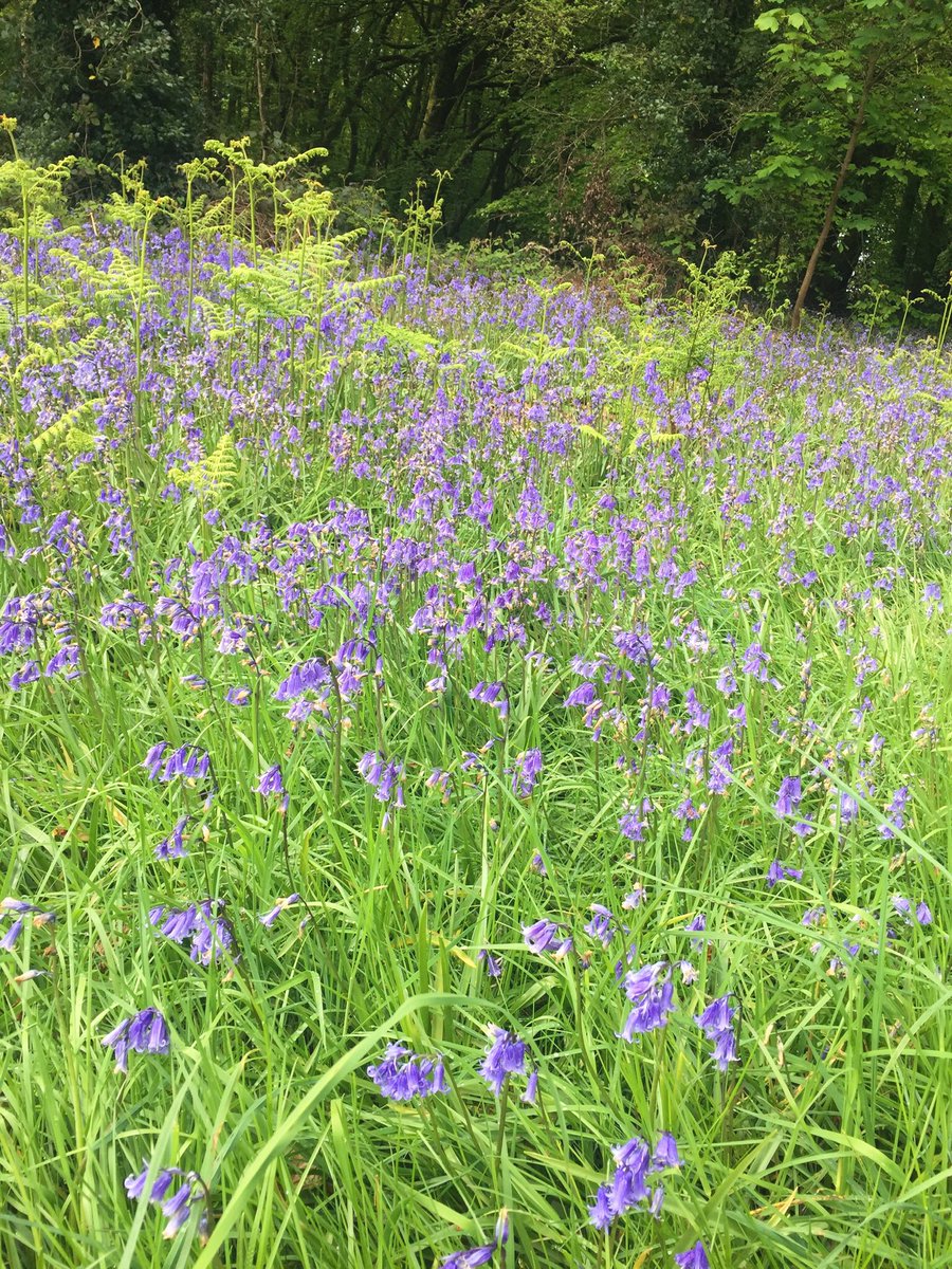 Wake up and smell the bluebells.